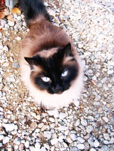 Sherrie's Cat, Tawny