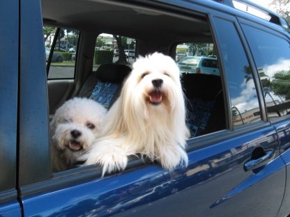 Kailua Car Dogs