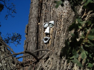 Tree Face 