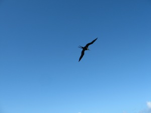 Iwa Bird in Flight
