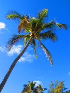 North Shore Palm