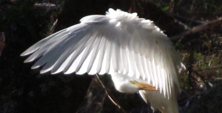 Molokai Egret